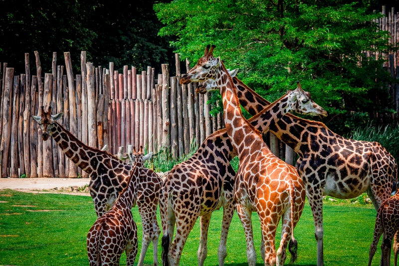 animal neck, large, portrait, group of animals, fence, safari, 2K, outdoors, flock, three animals, animals in the wild, animal markings, no people, spotted