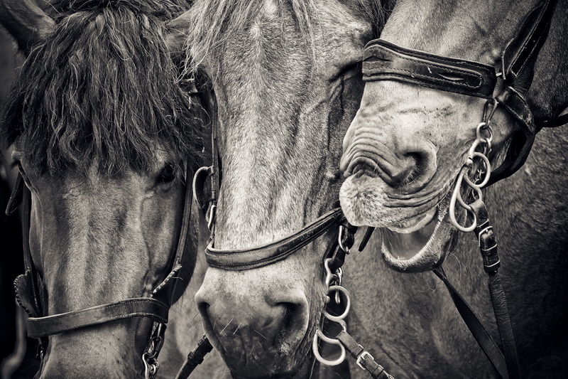 close-up, animal body part, creature, outdoors, street photography, animal portraits, day, horse heads, 4K, pferdeportrait, black and white, halter, sw