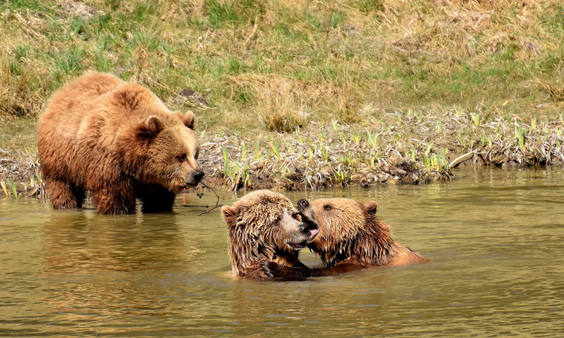 forest, animal world, grizzly bear, animal family, brown bear, snout, near, fur, day, three, young animal, wildpark poing, animals in the wild, nature park