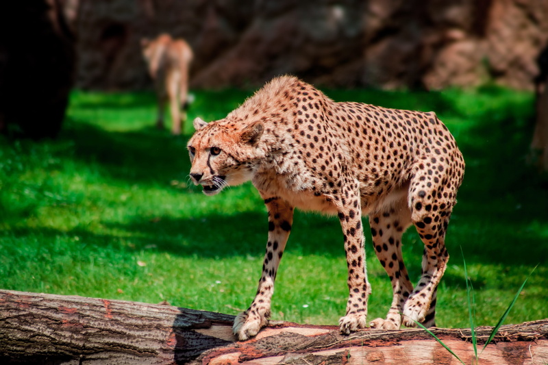animals in the wild, outdoors, cheetah, carnivora, dangerous, animal wildlife, big cat, animal themes, nature, animal, endangered, safari, one animal, portrait