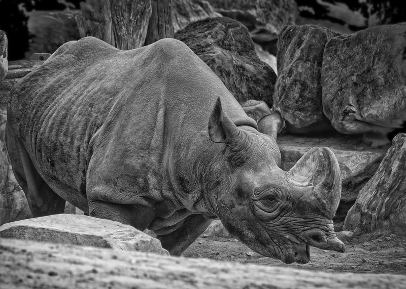 animals in the wild, rock - object, group of animals, horn, focus on foreground, vertebrate, day, mammal, relaxation, wild, zoo, animal themes, side, big game