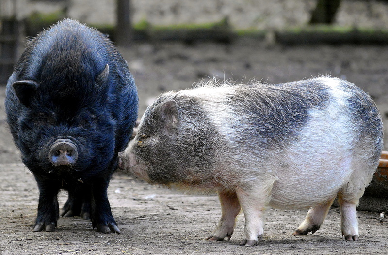 proboscis, group of animals, ear, animal, field, outdoors, domestic animals, two animals, no people, snout, domestic, animal wildlife, black, small, vertebrate