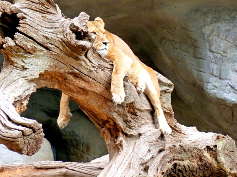 tree, lion - Feline, rest, tranquility, solid, no people, mammal, wild, one animal, lazing around, beauty in nature, Lion, tired, concerns, Zoo, outdoors