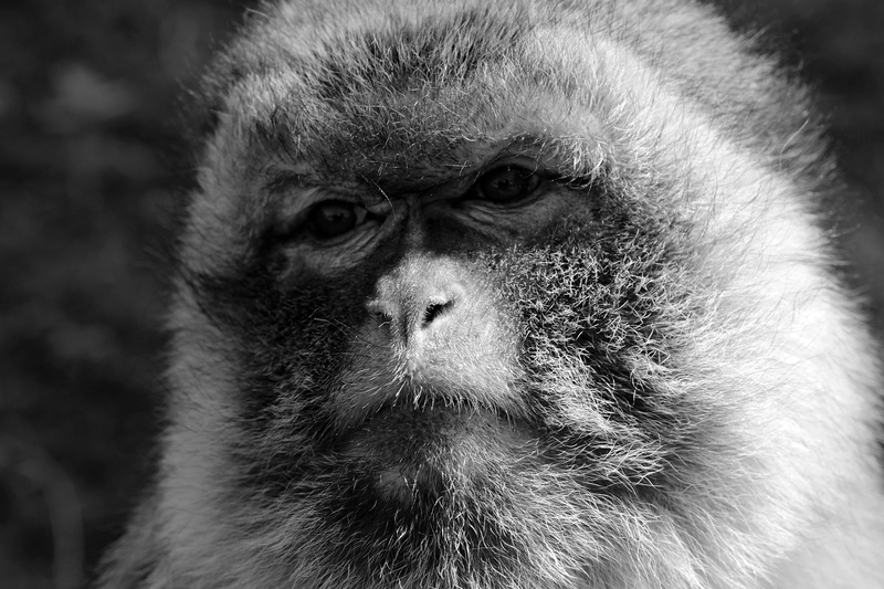 Primate, animals in the wild, animal body part, view, Animal, unhappy, creature, 5K, animal hair, vertebrate, ape, Monkey, animal wildlife, hair, people