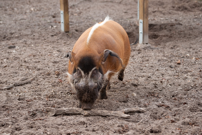 wildlife photography, warthog, nose eyes, dirt, domestic animals, no people, mud, wild boar, vertebrate, day, wild, land, animal wildlife, fur, park, herbivorous