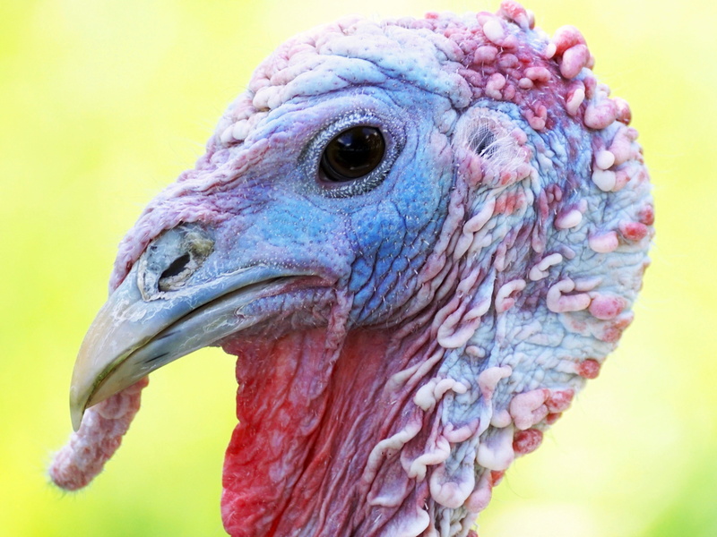 eye, red, focus on foreground, animals in the wild, animal, turkey - bird, close-up, 4K, black and white, photo, animal world, day, feather, side view