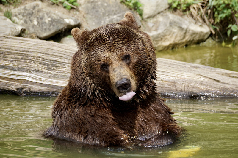 Animals, 5K, bear, eat, animal world, wildlife park, cantaloupe, grizzly bear, one animal, animal wildlife, animal themes, animal, focus on foreground