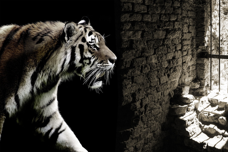 animal, animal themes, feline, white tiger, dungeon, mammal, animal wildlife, tiger, animals in the wild, cage, looking, 4K, inside, caught, pets, whisker