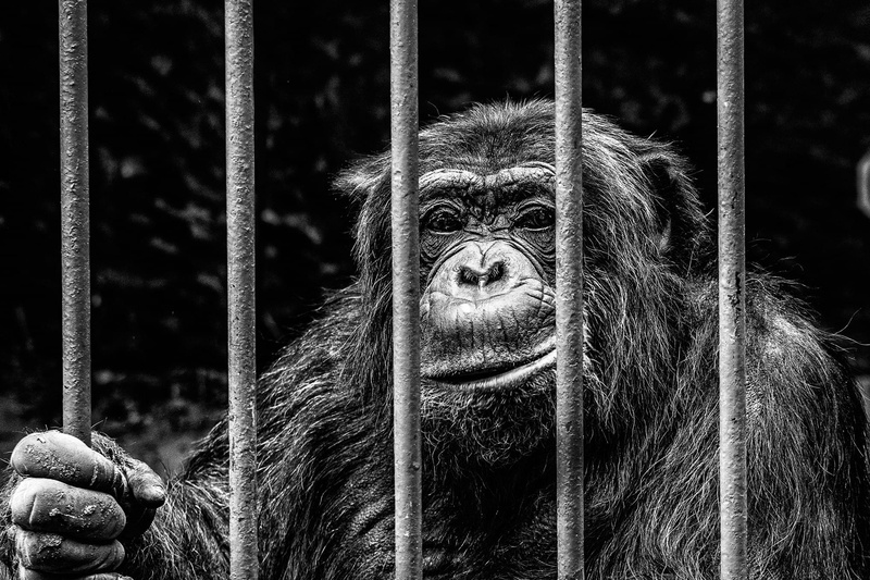 vertebrate, one animal, animal, focus on foreground, monkey, no people, zoo, grid, cage, outdoors, chimpanzee, animal wildlife, prison, eyes, gorilla, portrait