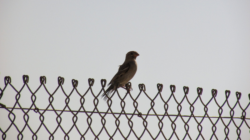 sky, animal themes, vertebrate, no people, escape, Freedom, animals in the wild, animal wildlife, dom, Fence, Barrier, 4K, perching, safety, boundary