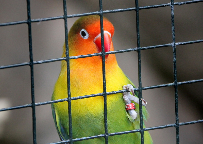no people, yellow, animal, close-up, cage, metal, vertebrate, caged, bird, imprisoned, outdoors, birdcage, parrot, trapped, bill, multi colored, confined space