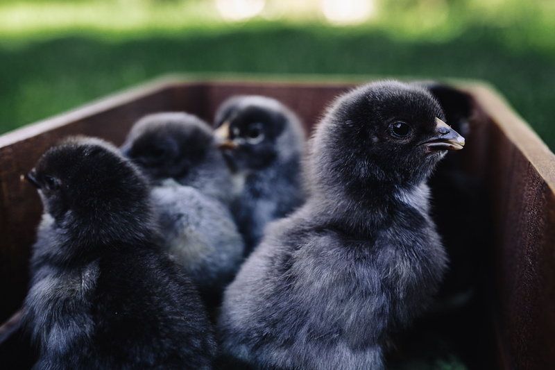 land, three animals, new born, no people, animals in the wild, hatchling, outdoors, nature, chicken, mammal, group of animals, focus on foreground, day