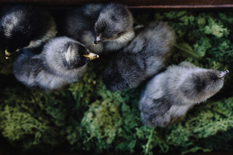 small, domestic, new born, medium group of animals, adorable, chicken, close-up, animals And Pets, young Animal, high angle view, day, animal, baby, domestic animals