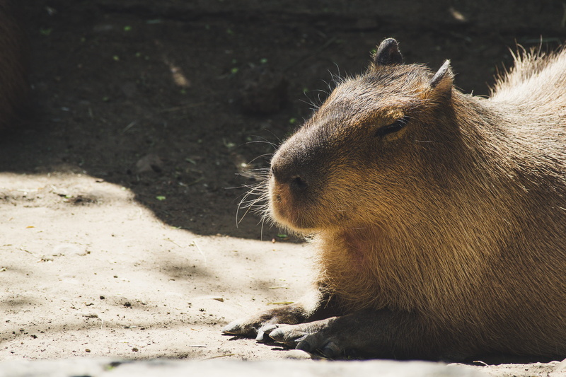 no people, day, little, mammal, looking away, capybara, animals in the wild, focus on foreground, rodent, animal head, looking, wildlife, eye, snout, sunlight