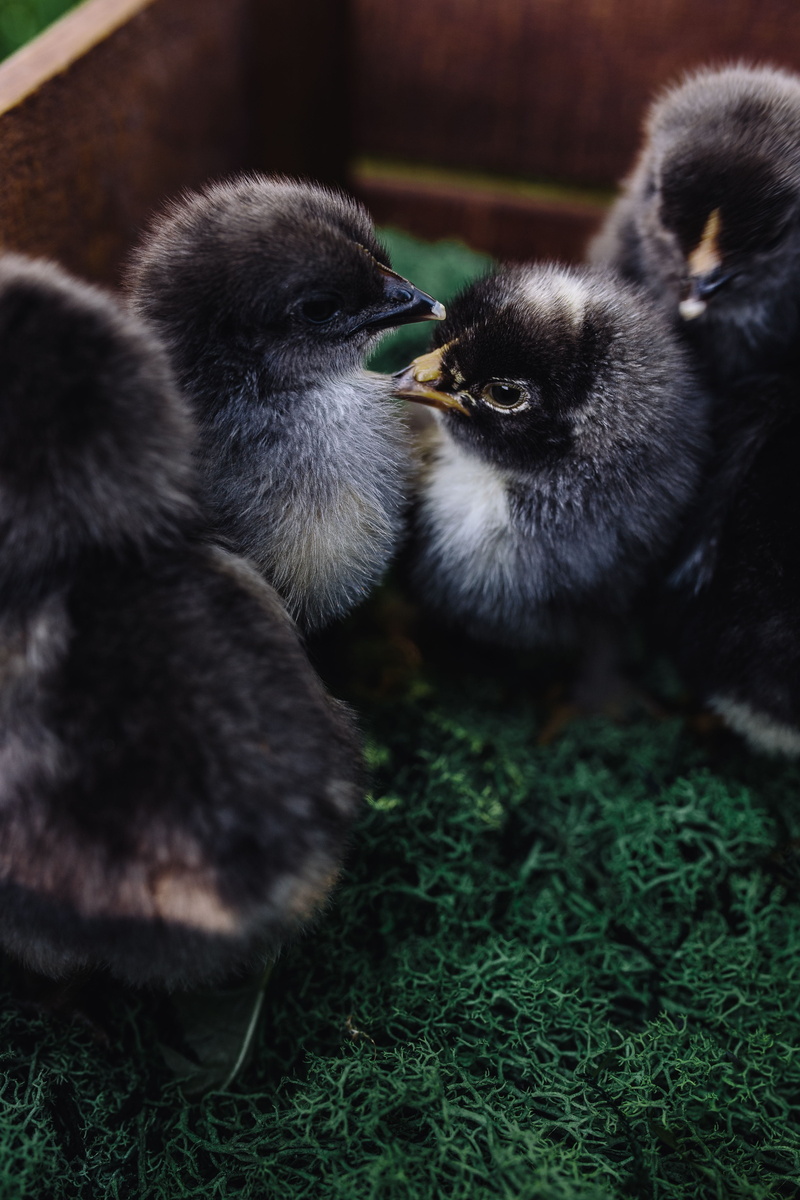 chicken, animal themes, outdoors, 5K, field, young Animal, bird, cute, vertebrate, hatchling, animal, no people, fluffy, plant, chicks, small, pets, nature