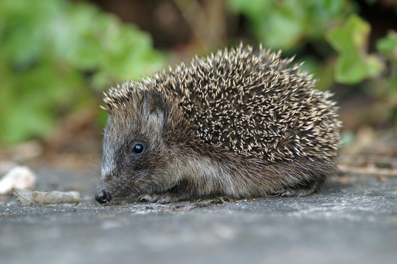 little, spiked, nature, brown, creature, crawling, environment, no people, vertebrate, conservation, cute, pet, natural, animal wildlife, close-up, animals in the wild