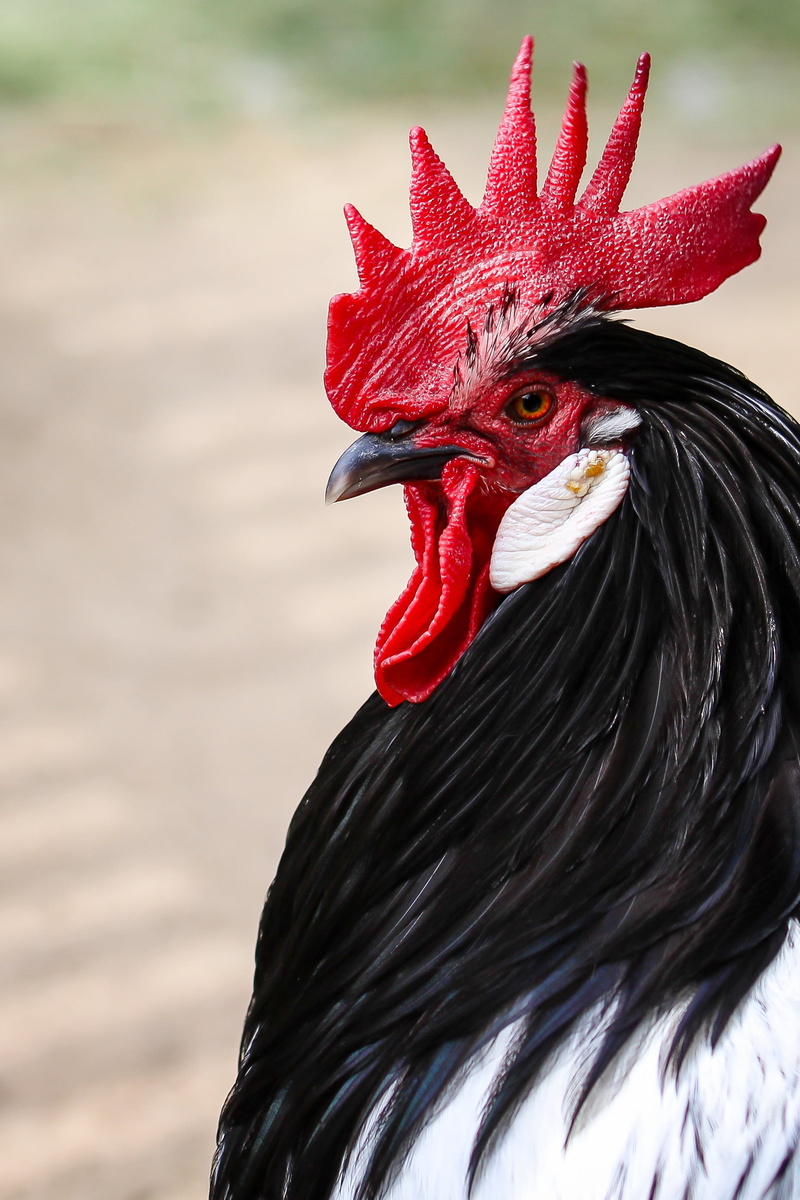 comb teeth, profile view, gockel, animal head, cockscomb, photography, macro, feather, rooster, cockerel, domestic animals, bird, focus on foreground, animal husbandry