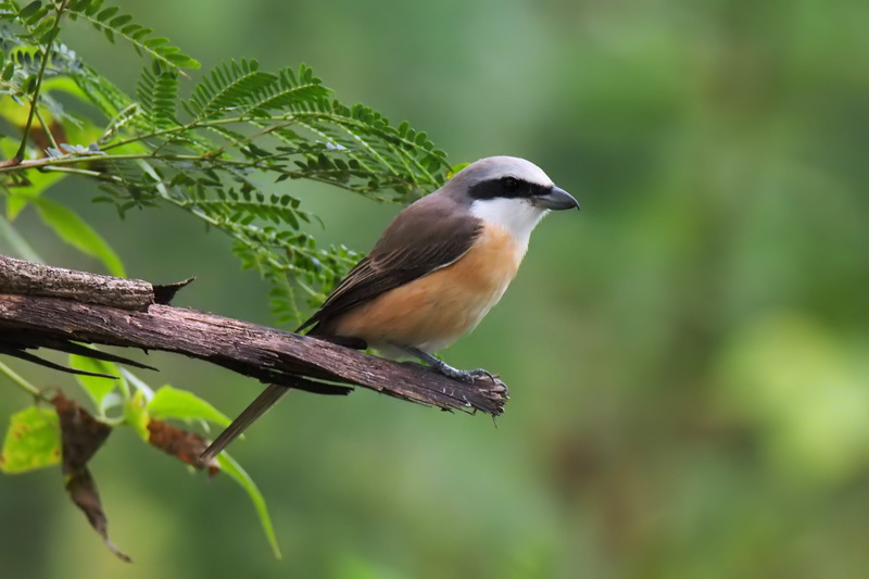 perching, tree, vertebrate, cute, little, animal themes, green color, small, branch, hunter, 4K, animals in the wild, forest, close-up, focus on foreground