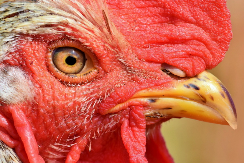 nature, animal head, beak, eye, animal wildlife, no people, livestock, domestic animals, rooster head, hahn, farm, animal themes, 4K, bird, crow, gockel