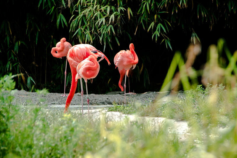 spring dress, animals in the wild, feather, 4K, plant, wildlife photography, group of animals, day, orange, creature, outdoors, pink color, animal world