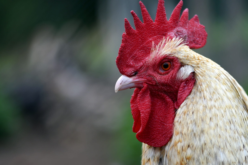 one animal, 2K, cockscomb, focus on foreground, profile view, animal head, animal eye, vertebrate, gockel, animal world, bill, chicken - bird, livestock