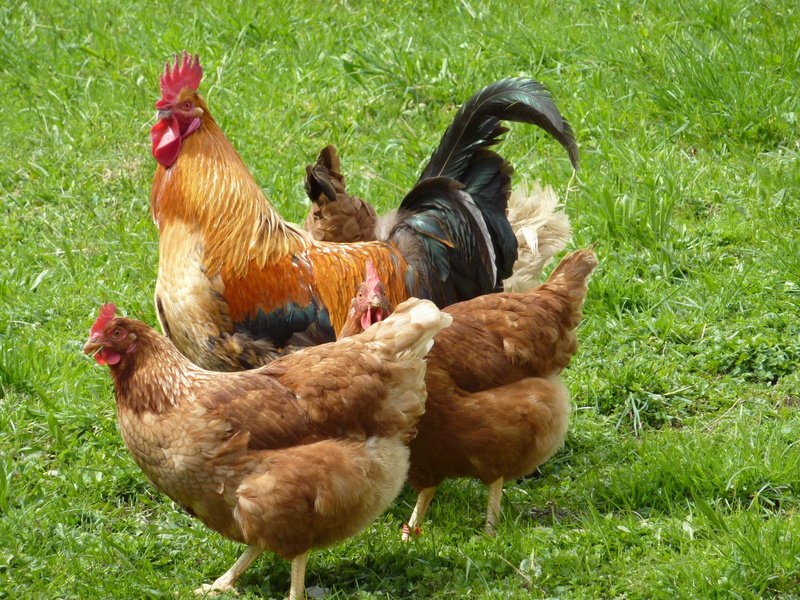 group of animals, domestic, no people, rural Scene, organic, pets, flock, grass, flock of birds, farm, rooster, food, day, plant, hen, male animal, livestock