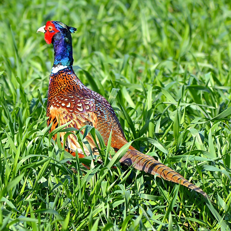 one animal, multi colored, brown, 1080P, outdoors, plumage, forest, plant, colorful, close, nature, blue, iridescent, day, color, close-up, feather, bird