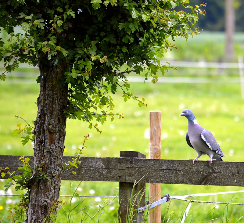 bird dress, dove, spring dress, one animal, perching, birds, Bush, barrier, animal portrait, plant, wooden post, plumage, day, animals in the wild, vertebrate