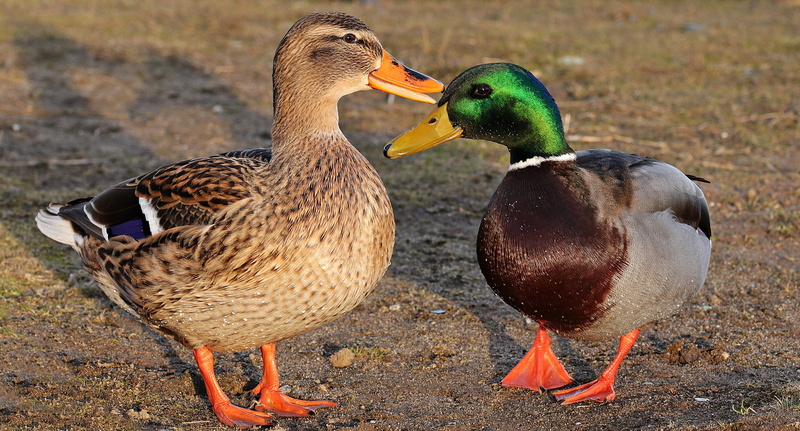 winter, two animals, duck, ground, animal, male, animal world, female animal, land, duck head, species, duck bird, animal themes, drake, head, close, standing