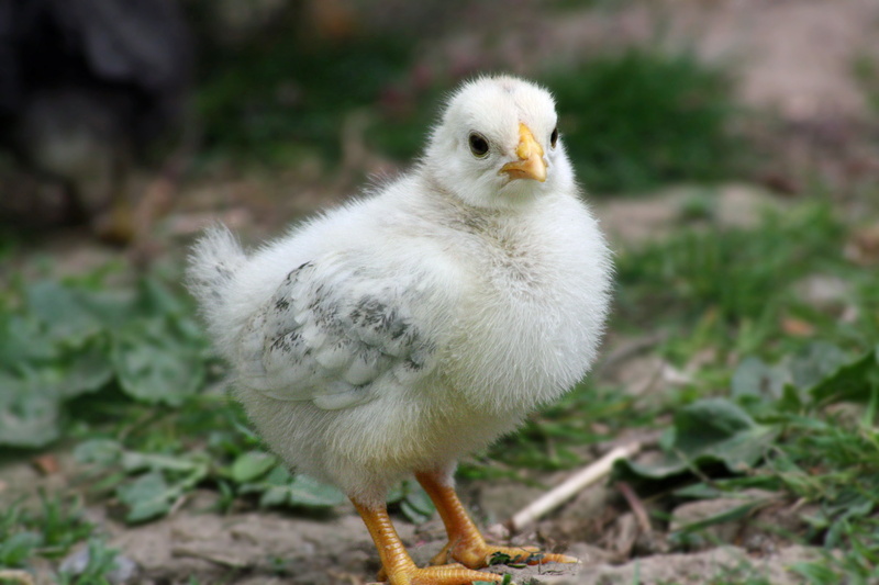 charming, basket, happy easter, chicks, happy, easter körbchen, beak, meadow, agriculture, focus on foreground, easter eggs, food, ground, colorful eggs