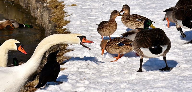 animals, water bird, cold temperature, day, no people, feather, plumage, water, large group of animals, snow, animal themes, wild goose, duck, poultry
