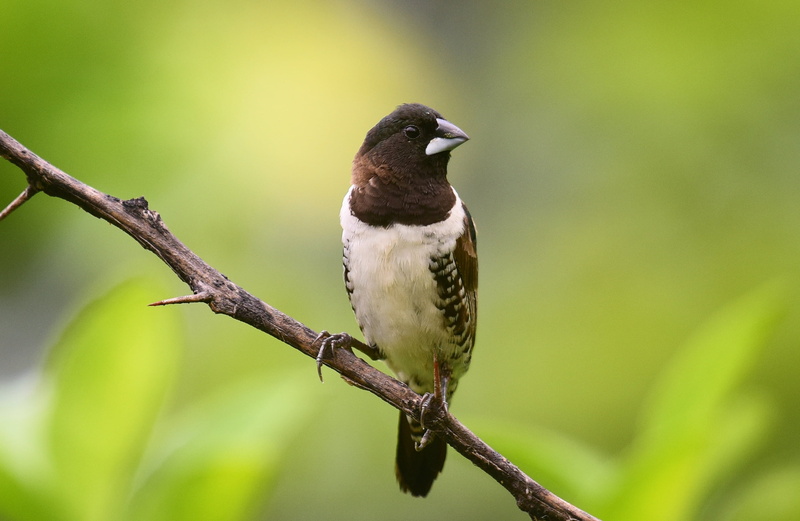 feather, white, lonchura, animals In The Wild, wildlife, tree, Caprivi Strip, brown bird, bird Watching, Namibia, outdoors, bird, 2K, Lonchura cucullata