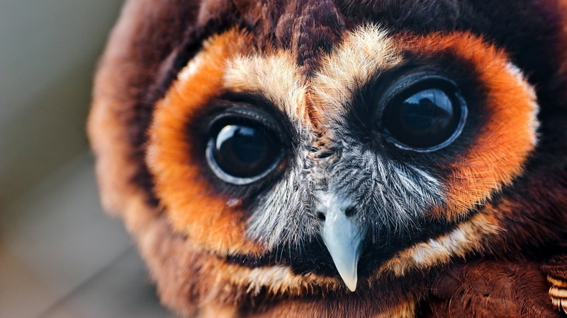 no people, bird of prey, owl, looking at camera, one animal, day, bird, closeup, birds, orange color, animal body part, gray, 1080P, eye, brown, eyes