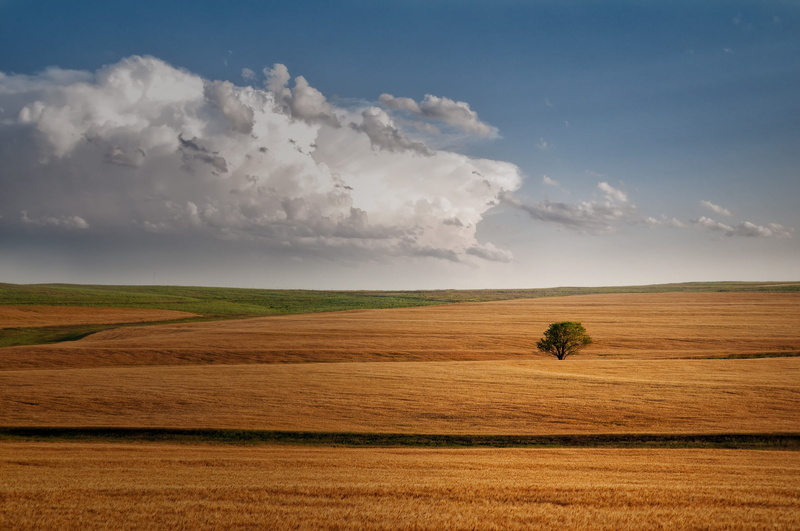 daytime, field, 1080P, wheat, Storm  Chasing, photography, landscape, landscape photography, agriculture, land, outdoors, rural Scene, nature, grass, cloud - Sky