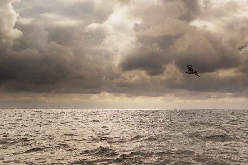 animal wildlife, scenics - nature, bird, nature, ominous, cloudy, freedom, blue, gull, outdoors, seagull, animal, cloud - sky, stormy, one animal, flying