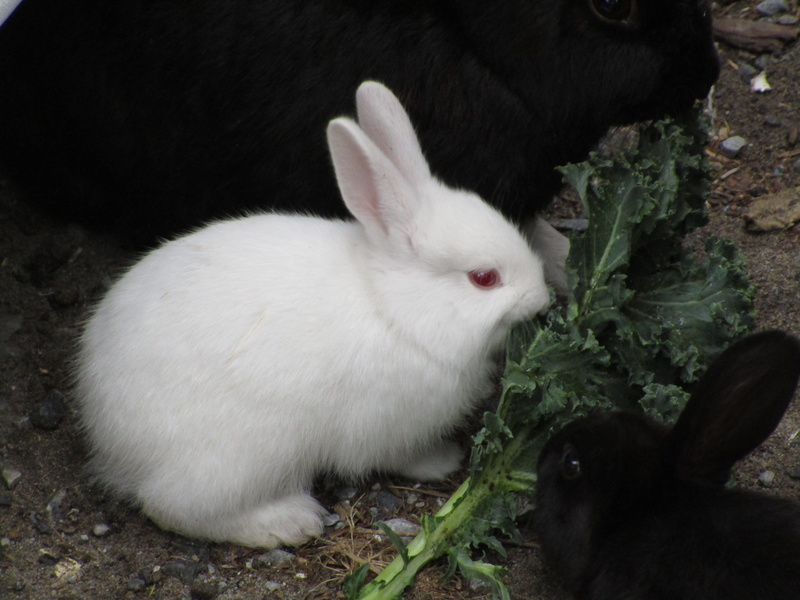 pet, group of animals, rabbit - animal, whisker, chicken, angora, animal themes, herbivorous, bunny, high angle view, food, cat, baby, animal, plant, fowl