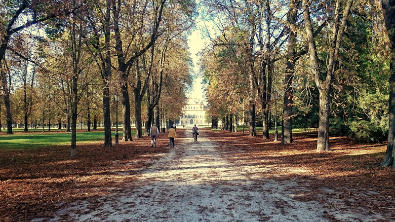 park, italy, city, diminishing perspective, land, 4K, tree trunk, treelined, beauty in nature, nature, walking, tranquility, autumn, day, change, parma