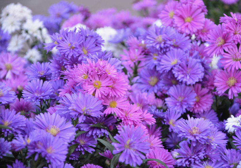 focus on foreground, outdoors, massif, purple, full frame, beauty in nature, flowering plant, pollen, pink colors, inflorescence, parterre, 5K, fragility