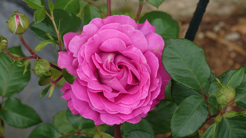 nature, close-up, plant part, flower head, pink parma, inflorescence, fragility, vulnerability, petal, focus, flowering plant, leaf, 5K, rose, beauty in nature