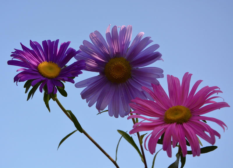 garden, flower, outdoors, plant, 5K, clear sky, sky, freshness, pollen, violet, flower head, beauty in nature, growth, inflorescence, blue, vulnerability
