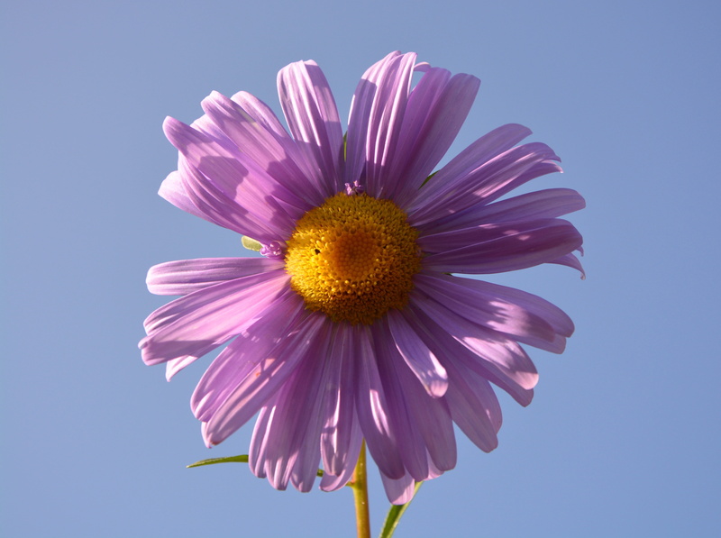 violet, blue background, summer, petals, vulnerability, nature, pink color, parma, petal, blue, no people, flower, flowering plant, outdoors, studio shot