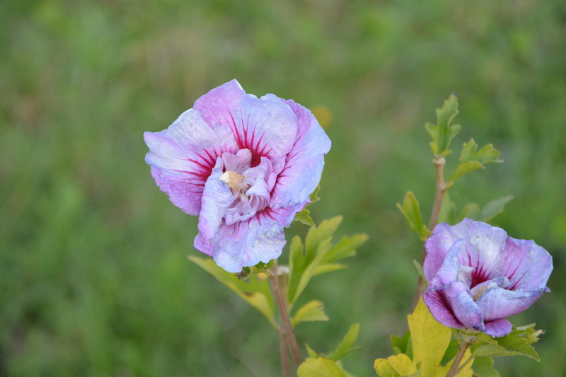 pink color, purple, freshness, no people, softness, fragility, parma, vulnerability, close-up, flower, flower head, growth, flower flowers hibiscus, nature