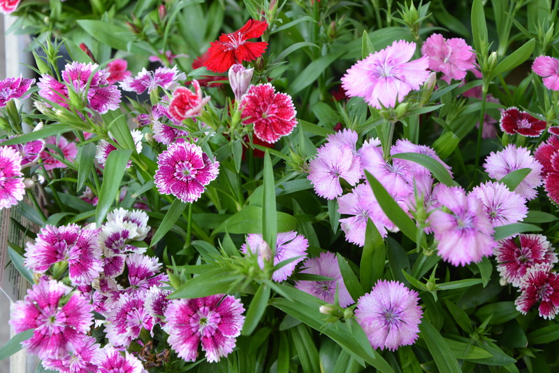 plant part, flower, springtime, fragility, inflorescence, flower head, pink color, flowers, no people, beauty in nature, garden, colors parma, outdoors