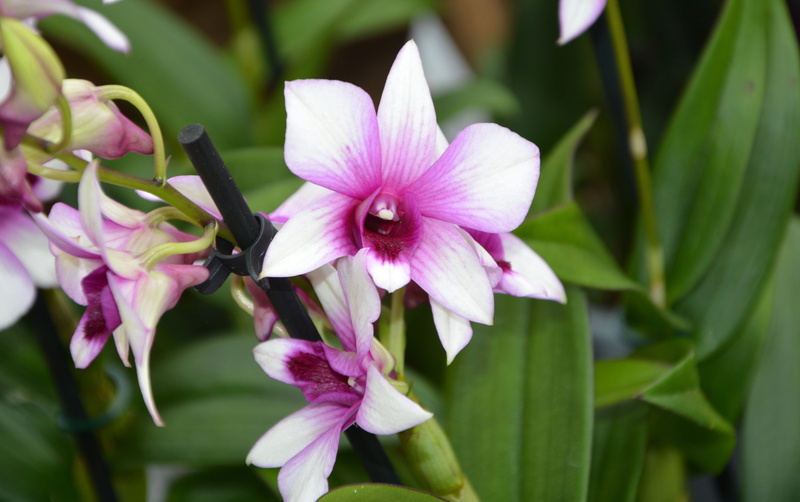 plants flowering, beauty in nature, offer, flower head, growth, springtime, focus on foreground, petal, no people, garden, bouquet, pink color, purple