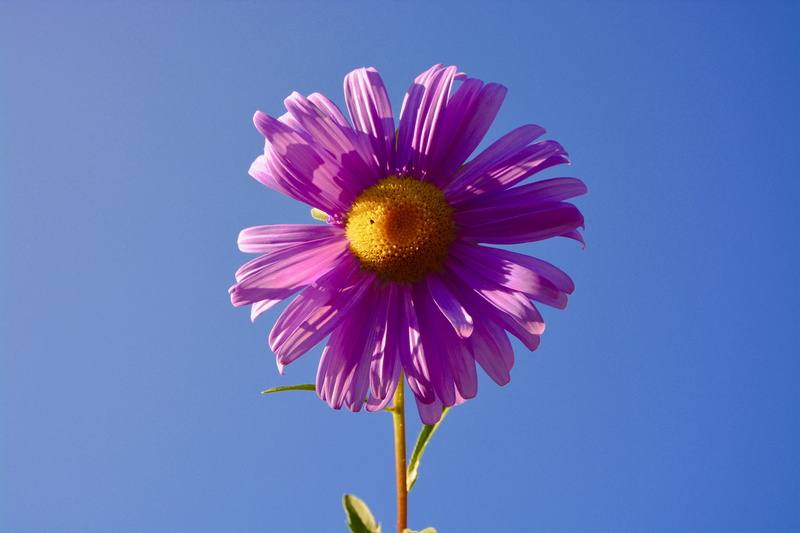 flower, sepal, no people, vulnerability, growth, field, close-up, blue background, 5K, flowering plant, pink color, sky, blue, beauty in nature, color parma