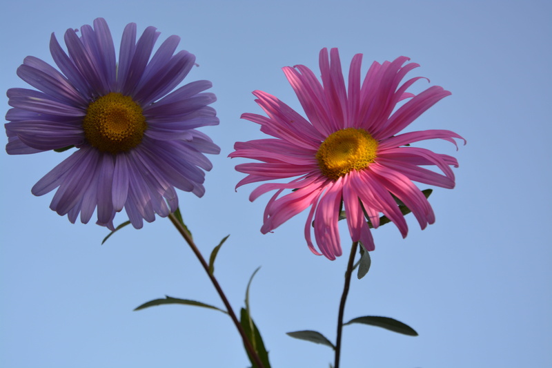 inflorescence, yellow, growth, nature, beauty in nature, flower, plant, purple, outdoors, blue background, romantic garden, fragility, 5K, a massive bouquet