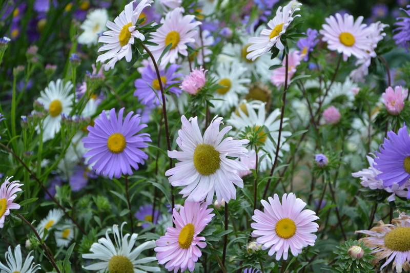 pollen, beauty in nature, day, nature, flowers, outdoors, purple, daisy, parma, no people, flowerbed, freshness, inflorescence, pink colors, flowering plant