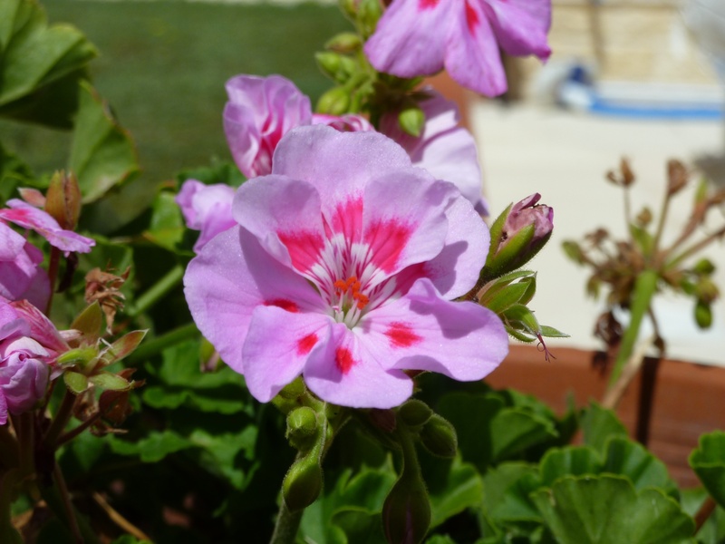 flowering plant, close-up, inflorescence, nature, no people, pink, vulnerability, beauty in nature, parma, focus on foreground, pink color, leaf, day, flower head