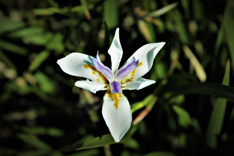 day, spring, no people, nature, fragility, yellow, vulnerability, freshness, purple, inflorescence, plant, growth, heart parma, iris, close-up, pollen