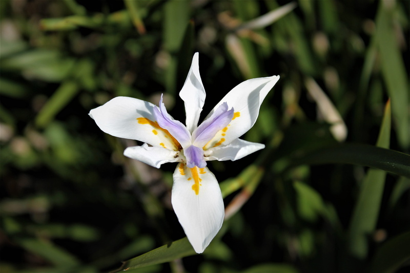 close-up, freshness, beauty in nature, spring, iris, vulnerability, purple, focus on foreground, flower, inflorescence, nature, outdoors, growth, flowers